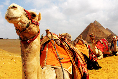 Camels in Egypt